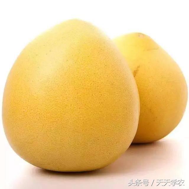 种植芦柑致富方法_致富种植方法芦柑图片_芦柑栽培技术
