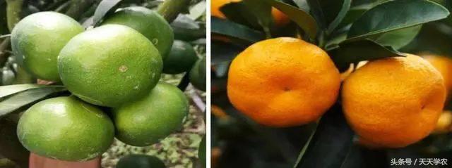 芦柑栽培技术_种植芦柑致富方法_致富种植方法芦柑图片