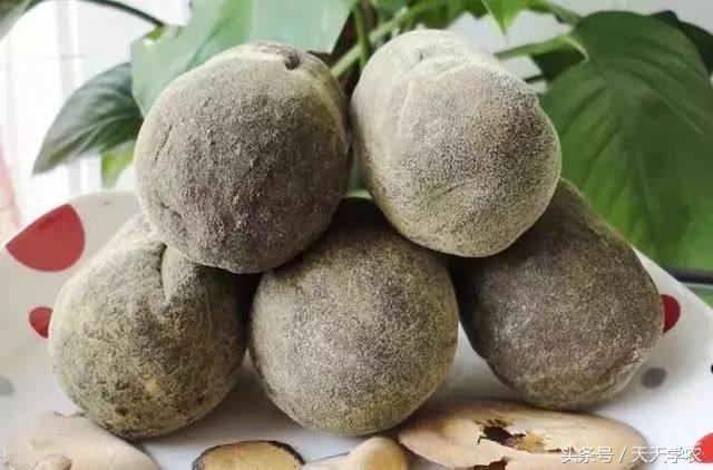 芦柑栽培技术_致富种植方法芦柑图片_种植芦柑致富方法