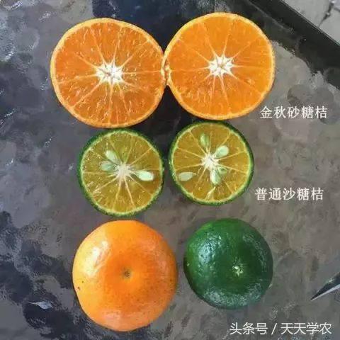 芦柑栽培技术_种植芦柑致富方法_致富种植方法芦柑图片