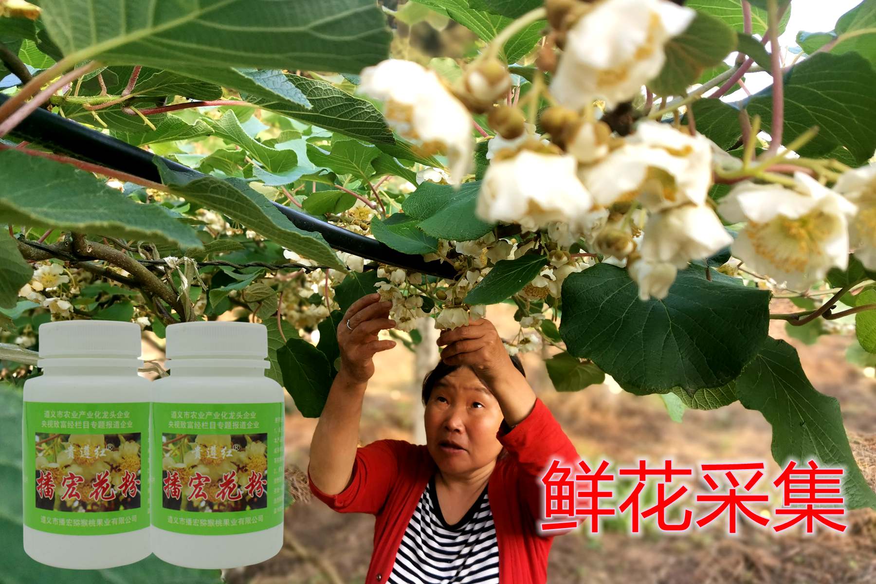 猕猴桃花粉