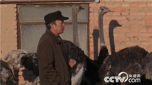 养独特的鸟 赚独一份的钱
