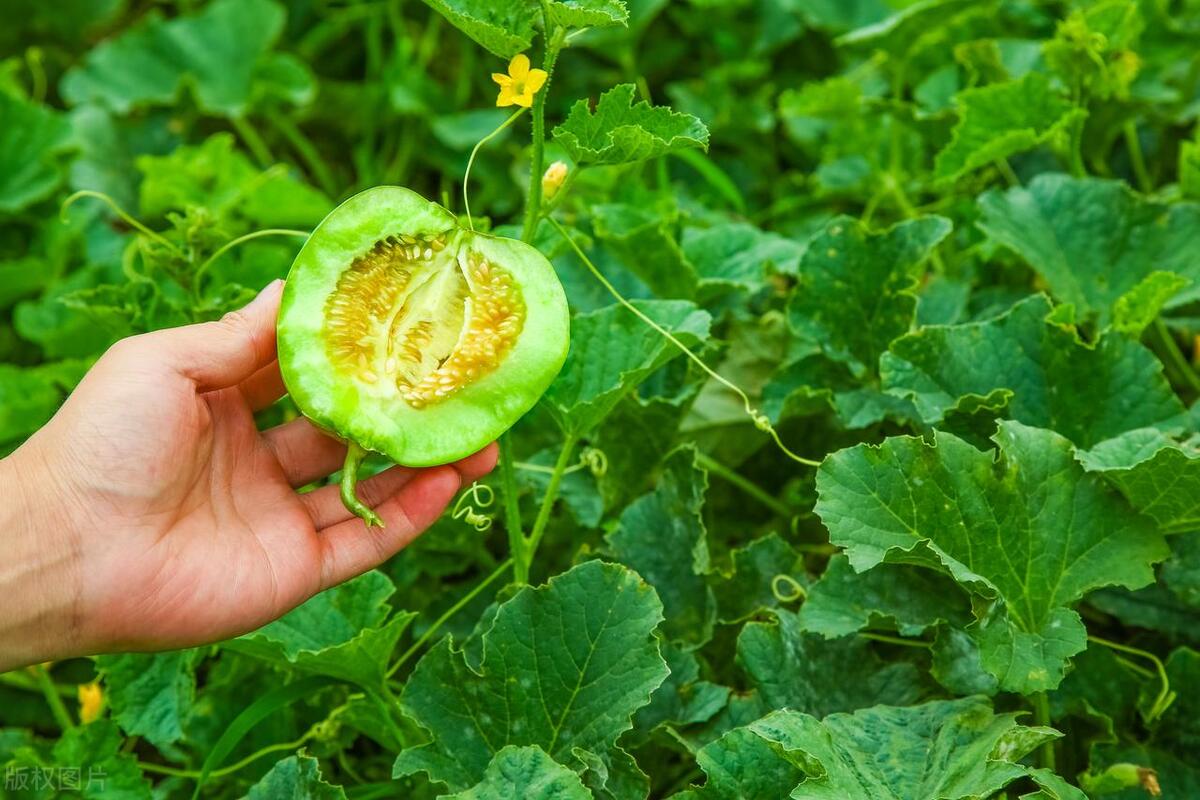 种哈密瓜需要什么条件_怎样种植哈密瓜的技术_哈密瓜种植技术书