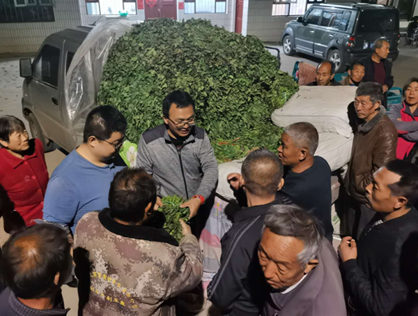 西瓜致富经_致富经西瓜_西瓜种植铺就致富路