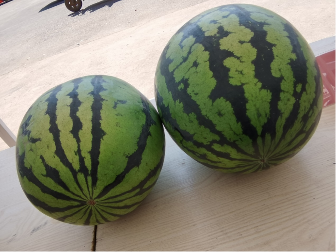 农业种植致富项目西瓜_西瓜致富经_致富经西瓜种植全视频