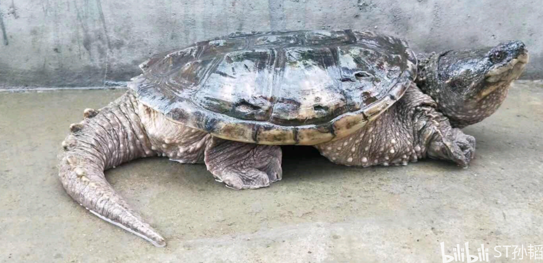 致富经养鳄龟鱼_养鳄鱼龟赚钱吗_致富养鱼鳄龟怎么样