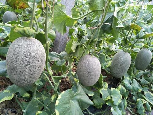 种哈密瓜需要什么条件_哈密瓜种植技术书_怎样种植哈密瓜的技术