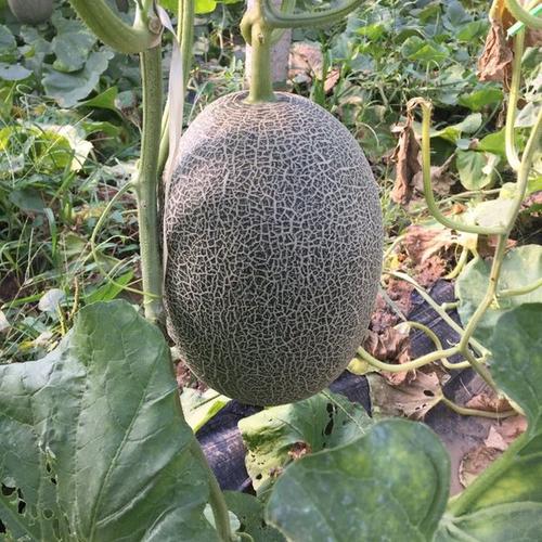种哈密瓜需要什么条件_哈密瓜种植技术书_怎样种植哈密瓜的技术