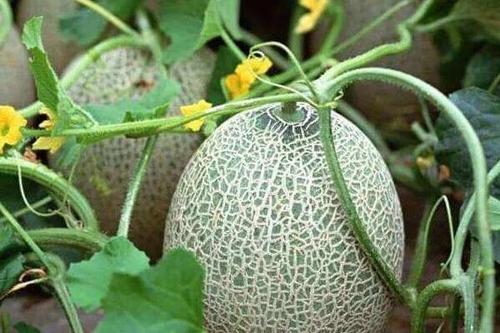 怎样种植哈密瓜的技术_种哈密瓜需要什么条件_哈密瓜种植技术书