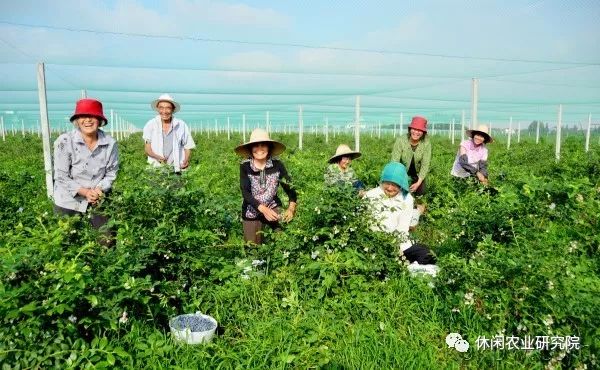 致富经养殖鸡视频_果园养鸡致富经_农业节目致富经养殖鸡视频