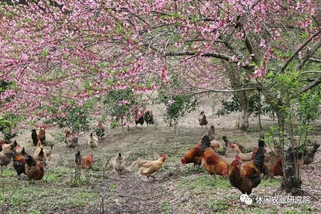 致富经养殖鸡视频_农业节目致富经养殖鸡视频_果园养鸡致富经