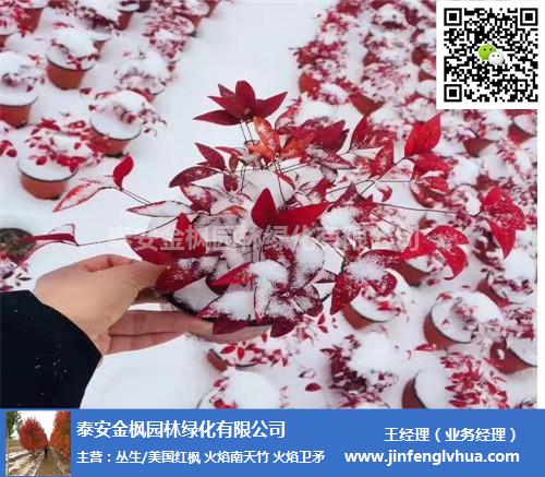 南天竹培植_南天竹的种植技术_南天竹栽种时间