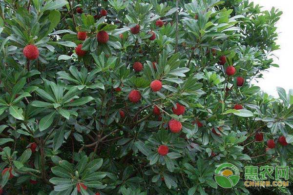 杨梅的品种种植技术_杨梅种植技术_杨梅种植条件