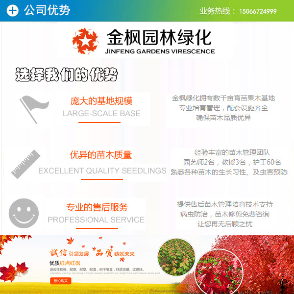 南天竹的种植技术_南天竹播种育苗_南天竹子怎么种