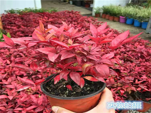 南天竹子怎么种_南天竹播种育苗_南天竹的种植技术
