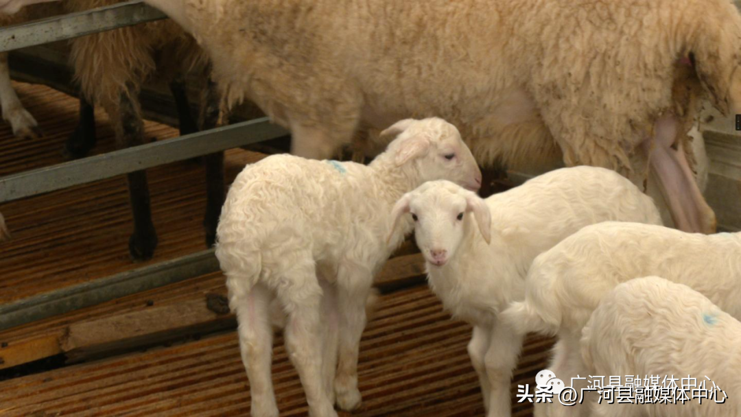 湖羊养殖致富案例_致富经cctv7视频养湖羊_湖羊养殖可行性报告