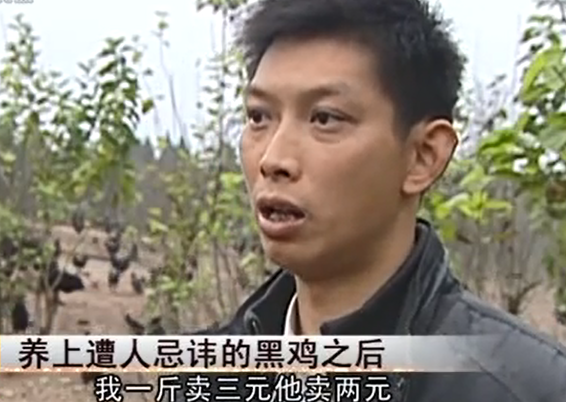 养黑鸡致富经_致富经养黑乌鸡全视频_致富经养土鸡