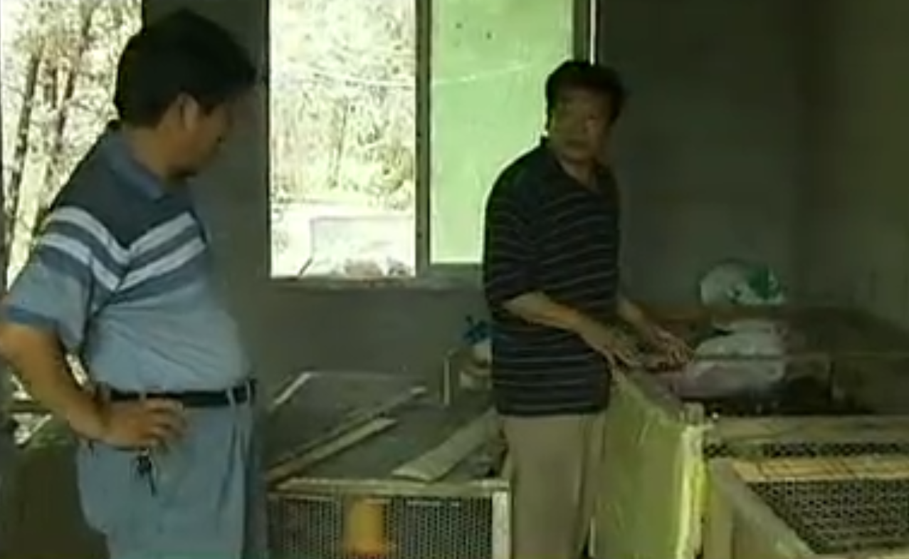 致富经养黑鸡_养黑鸡致富经_致富经养鸡技术视频