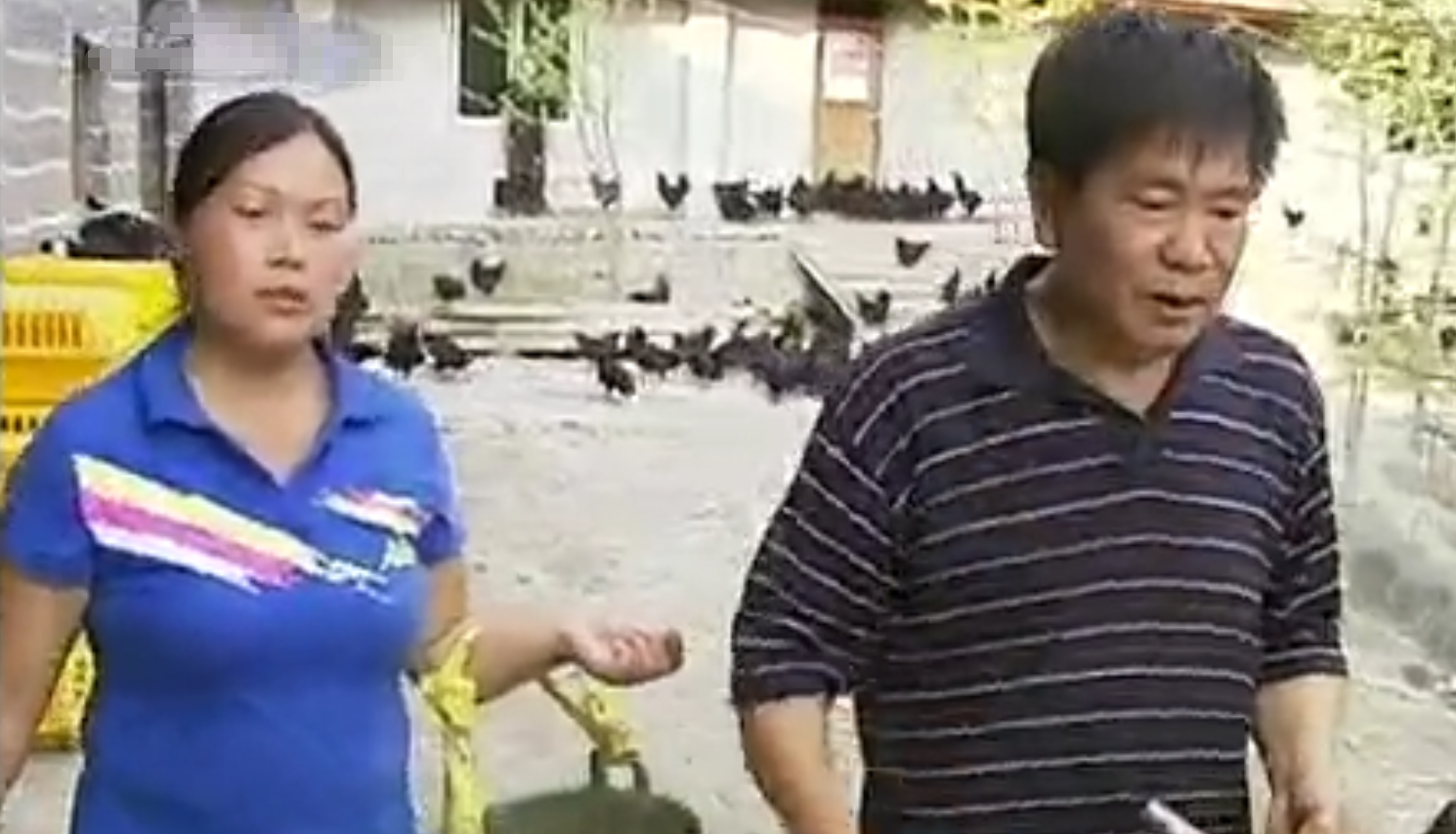 致富经养黑鸡_致富经养鸡技术视频_养黑鸡致富经