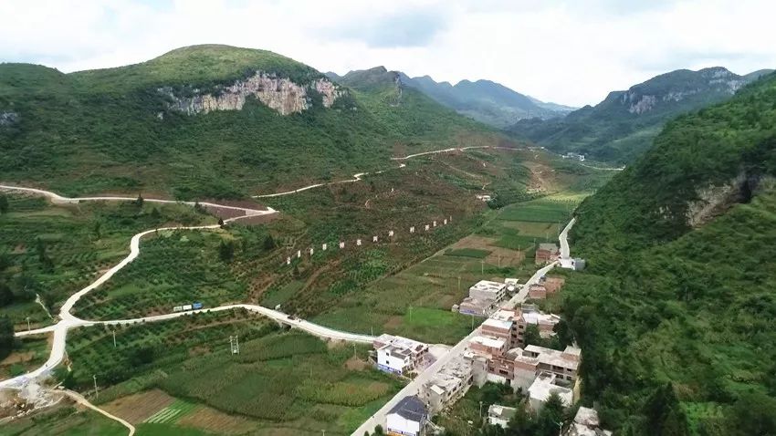 风景树种植致富_种植什么风景树赚钱_种树致富经