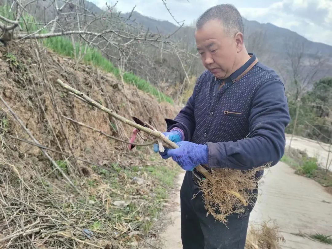 种植花椒 致富_花椒种植赚钱吗_致富花椒种植视频