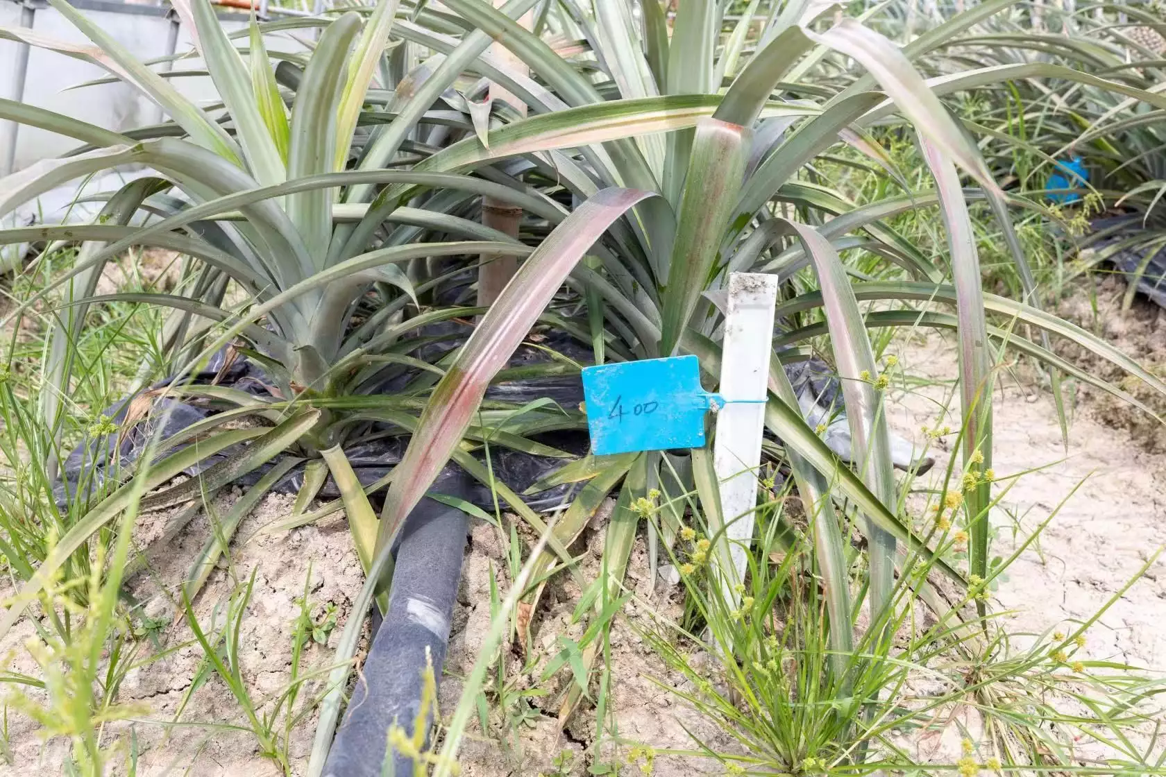 致富新型种植农业公司_新型农业种植致富_致富新型种植农业有哪些