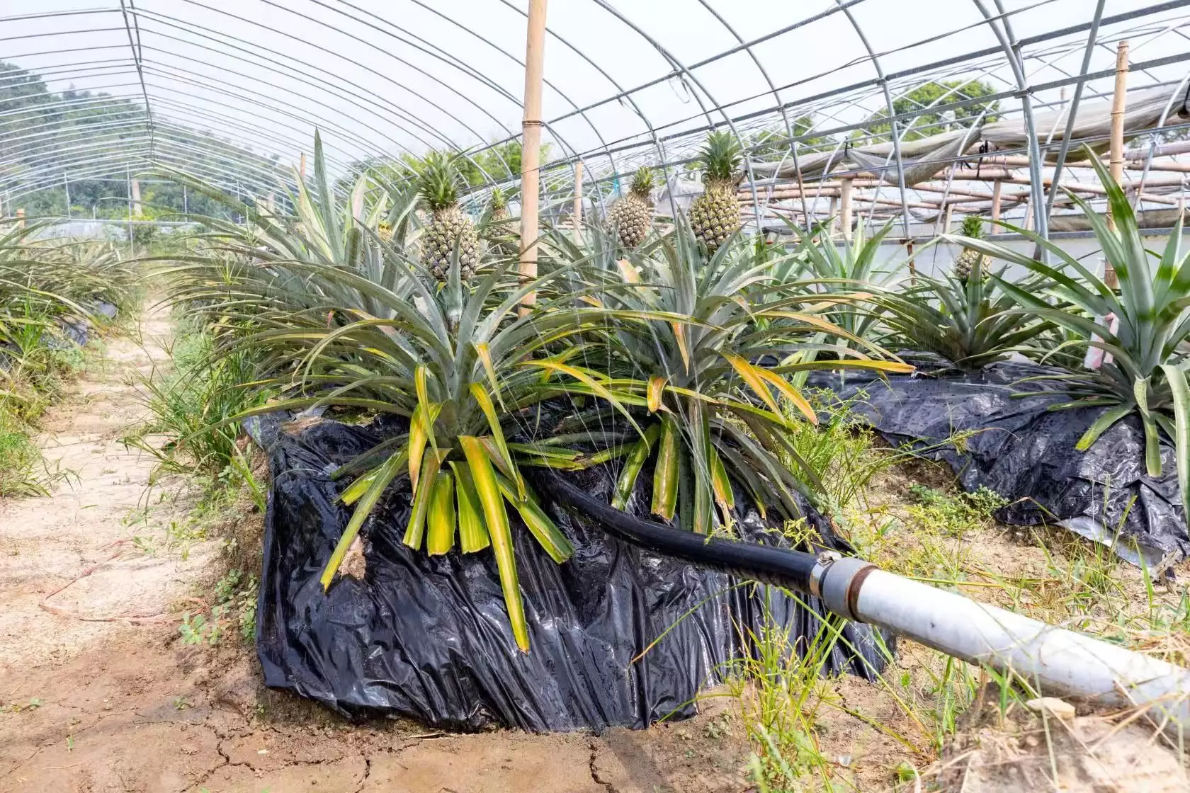 致富新型种植农业公司_新型农业种植致富_致富新型种植农业有哪些