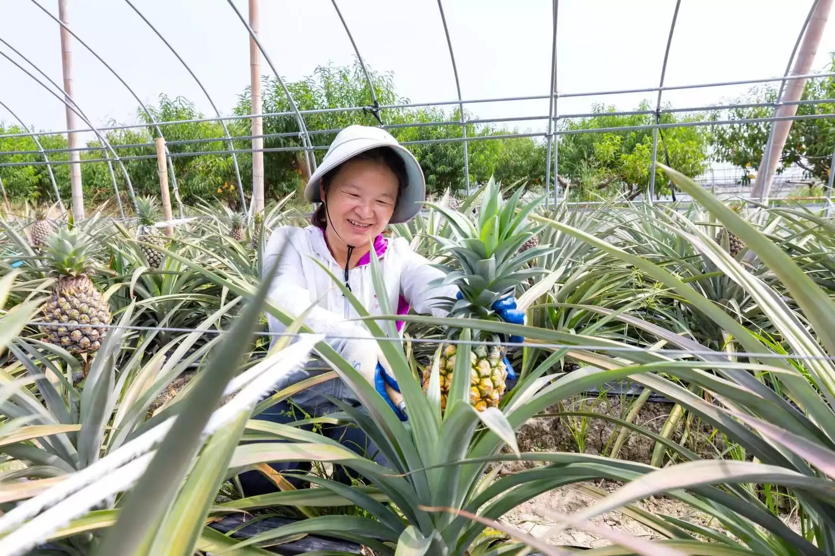 新型农业种植致富_致富新型种植农业公司_致富新型种植农业有哪些