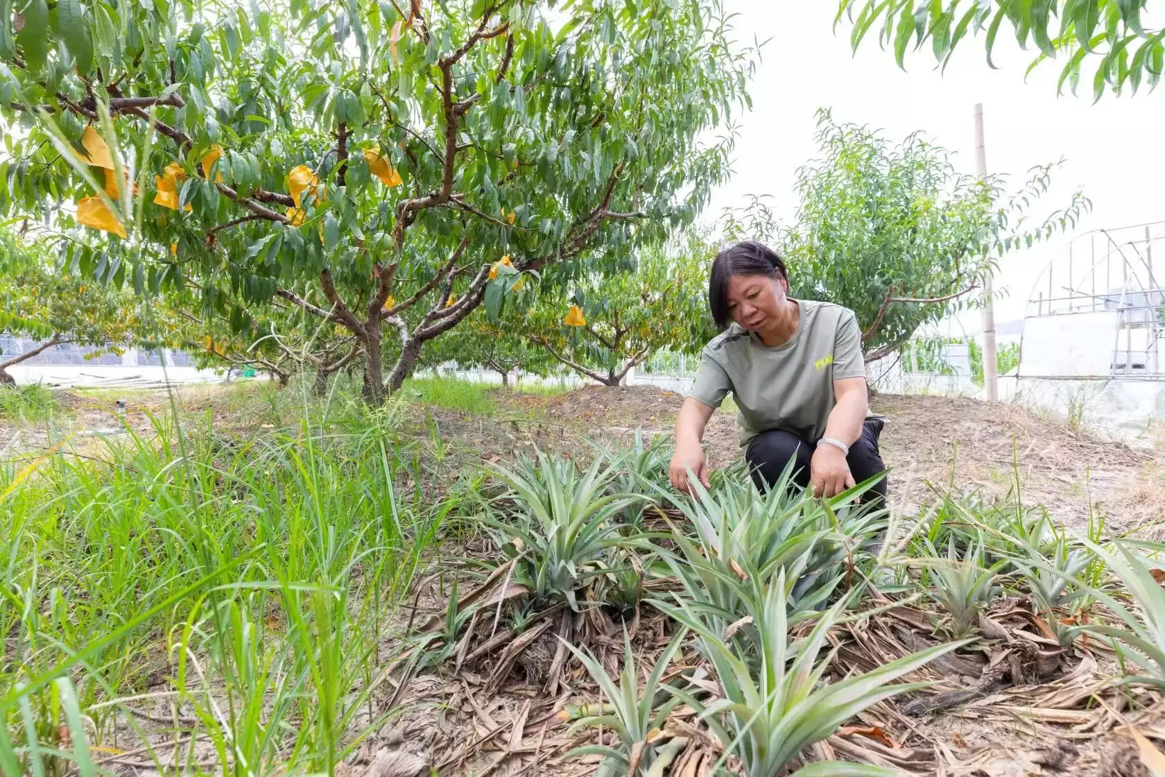 致富新型种植农业有哪些_致富新型种植农业公司_新型农业种植致富