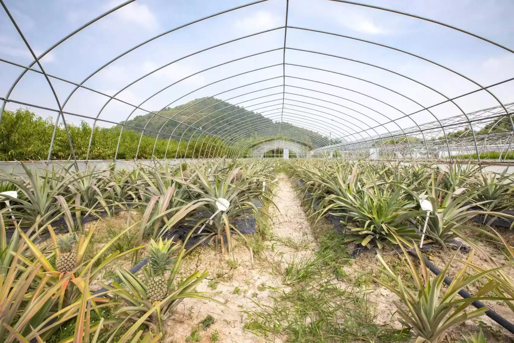 致富新型种植农业有哪些_新型农业种植致富_致富新型种植农业公司