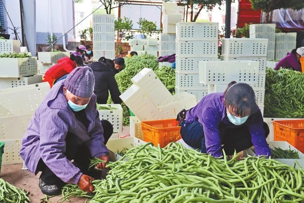 普洱市镇沅县：龙头企业带动 叫响冬季蔬菜品牌