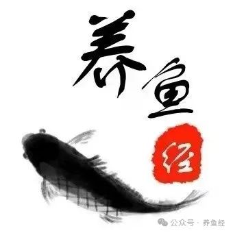 桂鱼养殖致富经_养殖桂鱼的利润是多少_致富养殖桂鱼图片