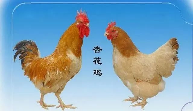 养殖土鸡的前景怎么样_中国土鸡养殖技术_土鸡养殖业