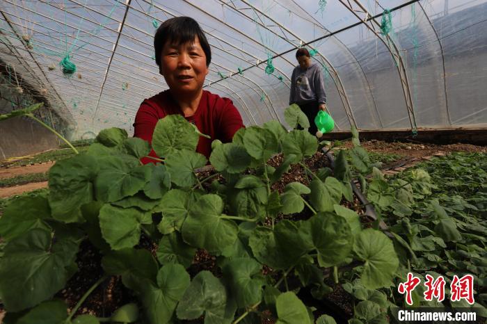 东马鸣堂村的蔬菜种植户展示在自家蔬菜育种大棚内培育出的蔬菜秧苗。　张亚 摄