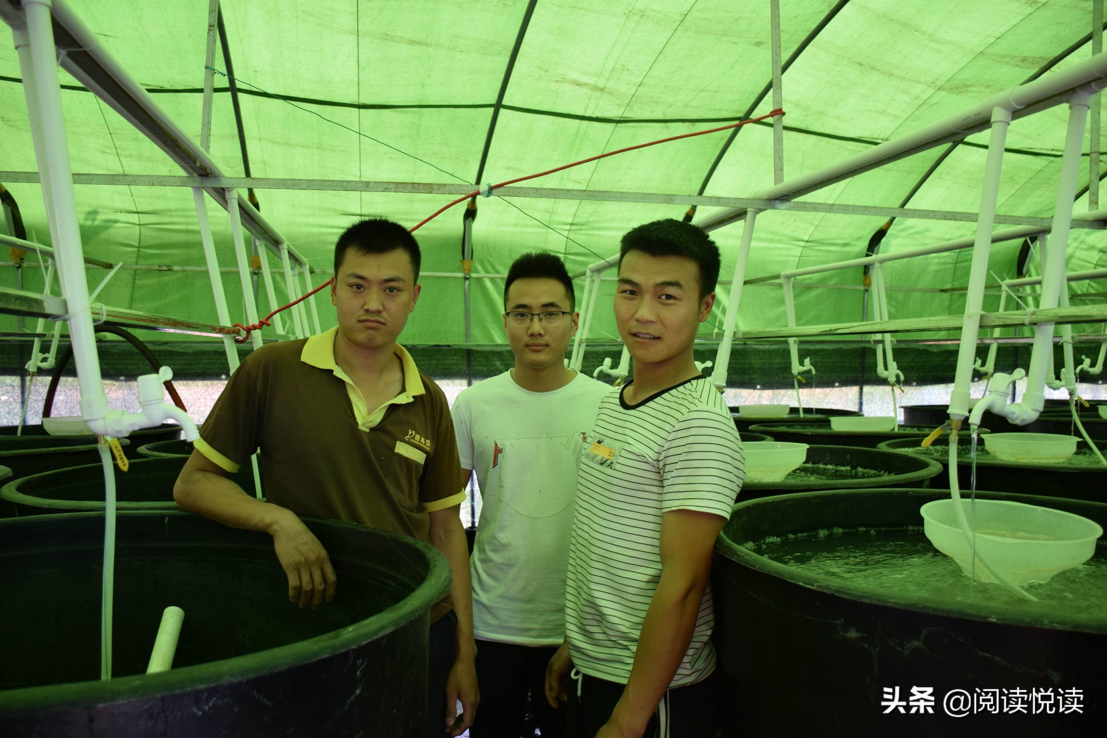 刺鳅的价格_刺鳅的养殖_刺鳅致富经