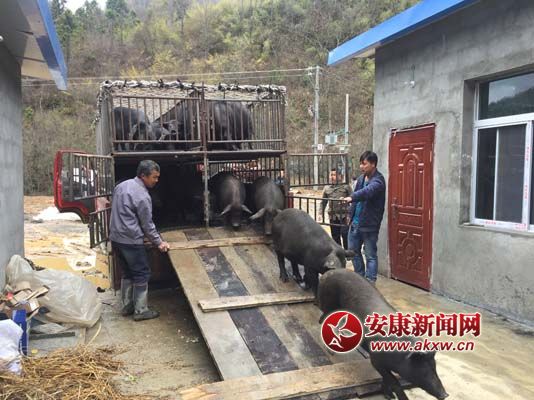 岚皋石门镇：发展生态养殖 托起致富美梦