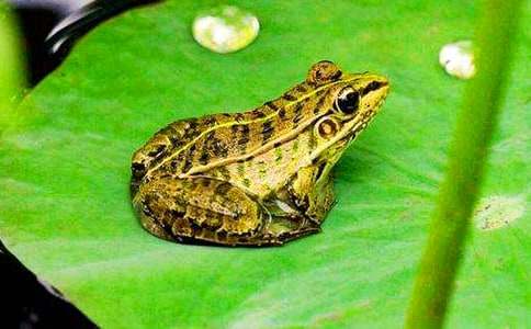 养黄粉虫喂青蛙 熊孝陵年赚30万