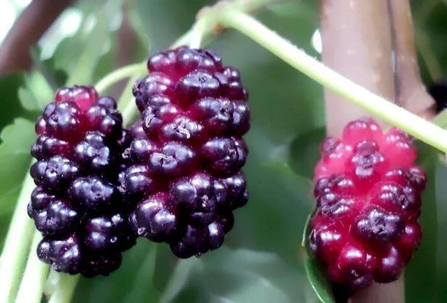 桑果种植技术_桑果种植技术视频_种植桑果的技术和方法