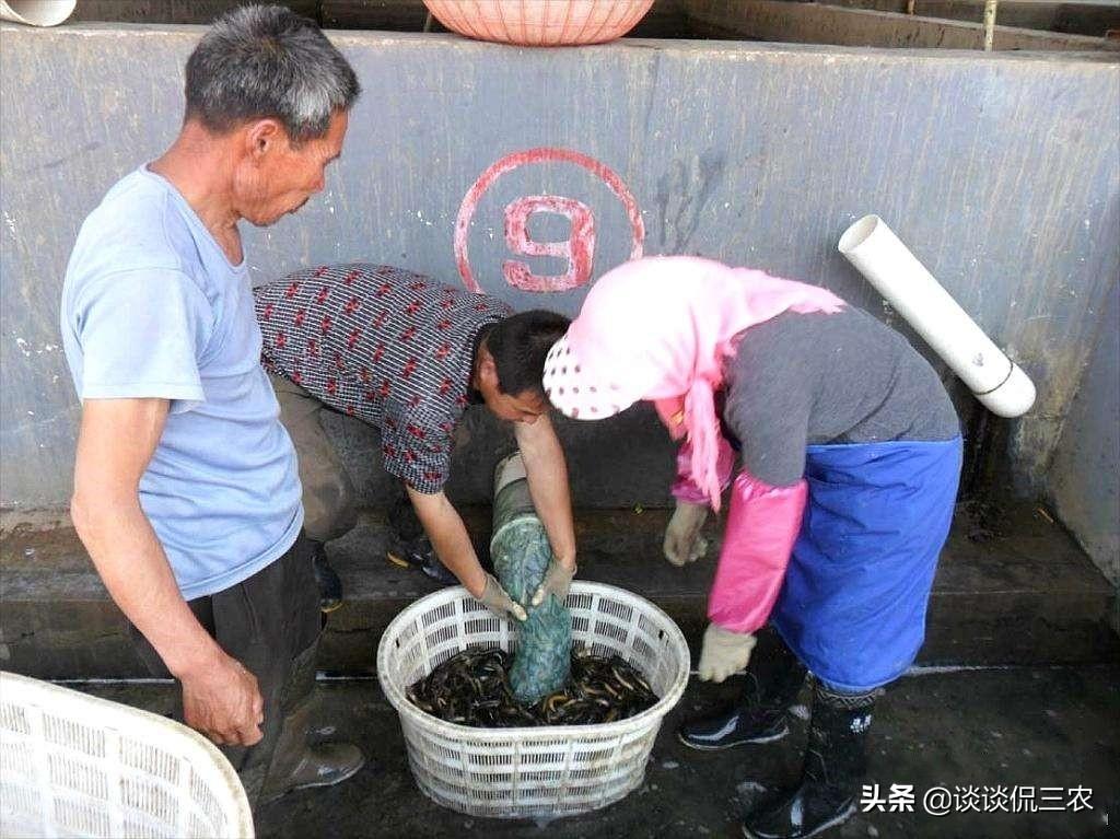刺鳅的养殖_刺鳅致富经_致富经刺鳅养殖技术