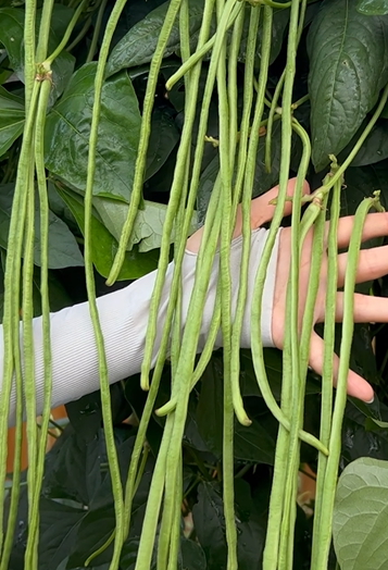 豆角栽培种植技术_豆角栽培技术要点_栽培种植技术豆角技术要点