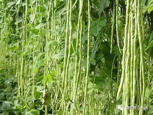 豆角栽培种植技术_栽培种植技术豆角视频_豆角的栽培