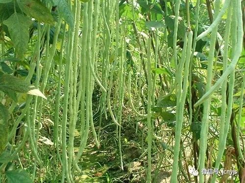 豆角的栽培_豆角栽培种植技术_栽培种植技术豆角视频