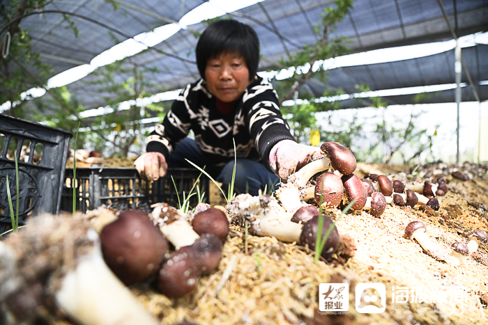 致富种植芦笋视频_致富种植芦笋图片_致富经 种植芦笋
