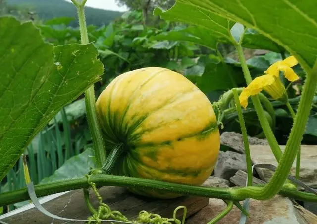 种南爪视频_种植南瓜的技术和方法_南爪怎样种植技术