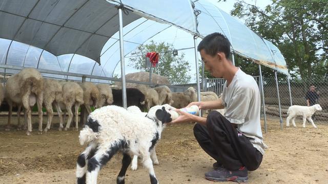 养羊致富_羊养殖致富材料_致富养殖羊材料是什么