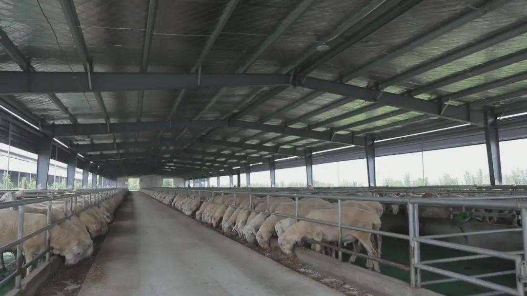 养羊致富经_羊养殖致富材料_致富养殖羊材料是什么