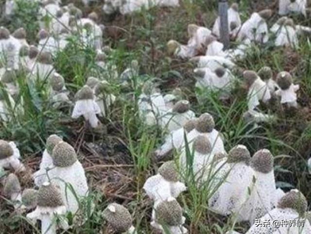 农广天地竹荪种植视频_广西种植竹荪致富_广西适合种植竹荪吗