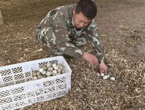 致富养殖网_石磥养殖致富_致富经石龙子养殖