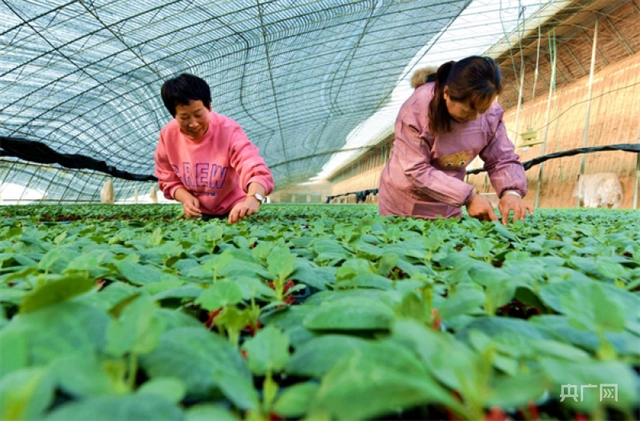 田里种植致富瓜_瓜致富种植田里怎么种_瓜类种植技术