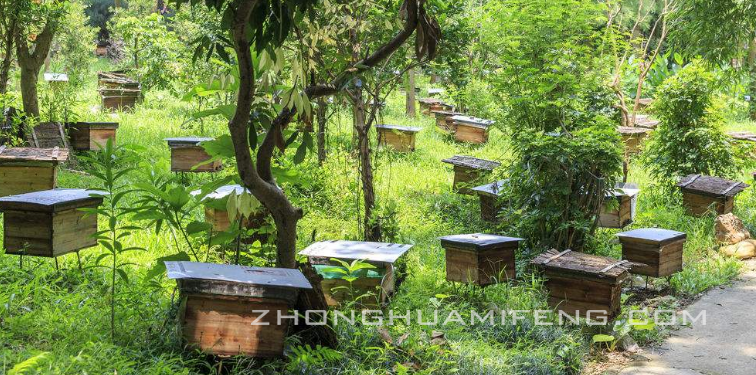 中蜂规模化饲养的效益和模式：余玉生，卢焕仙